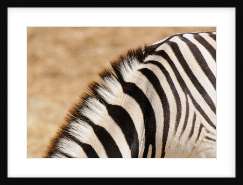 Burchell's zebra (Equus burchellii) by Anonymous