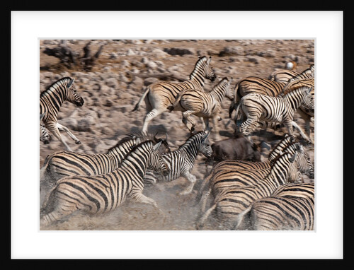 Burchell's zebra (Equus burchellii) by Anonymous