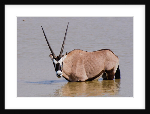 Gemsbok oryx (Oryx gazella gazella) by Anonymous