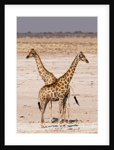 Giraffe (Giraffa camelopardalis) by Anonymous