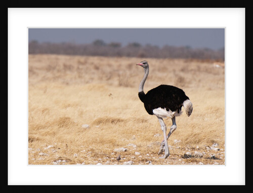 Ostrich (Struthio camelus) by Anonymous