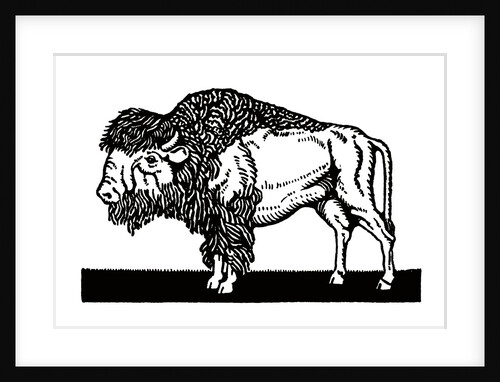 Bison of the Old American West by Anonymous