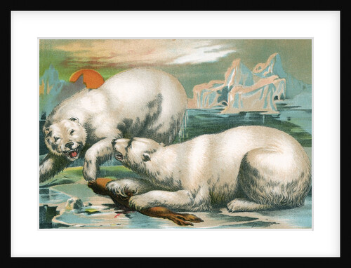 Two polar bears fighting over seal by Anonymous