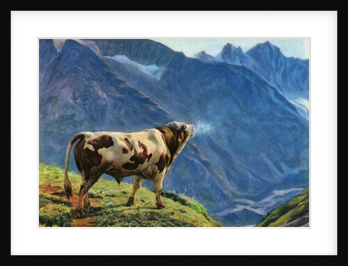 Mooing bull in Swiss Alps by Anonymous