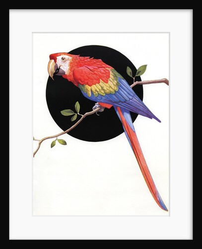 Red and green macaw by Anonymous