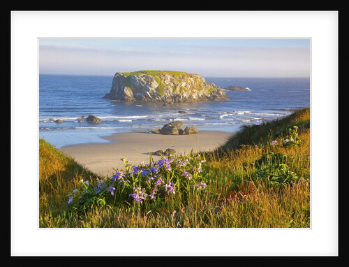 Morning light adds beauty to wildflowers and fog covered rock formations at Bandon State Park, Orego by Anonymous