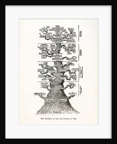 The Evolution of Life and the Pedigree of Man by Anonymous
