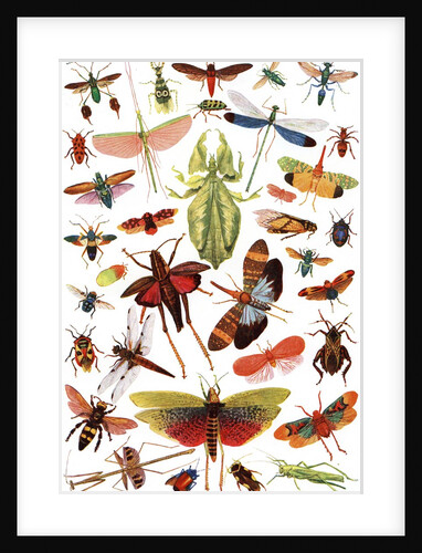Vintage illustration of winged insects by Anonymous