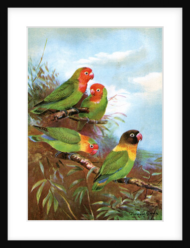 Red headed parrots in natural habitat by Anonymous
