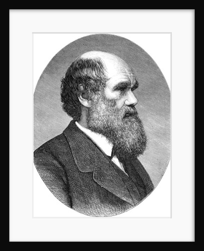 Portrait of Charles Darwin from The Origin of Species by Anonymous