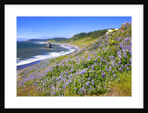Lupine wildflowers and rock formations at Cape Blanco, South Oregon Coast, Pacific Ocean, Pacific No by Anonymous
