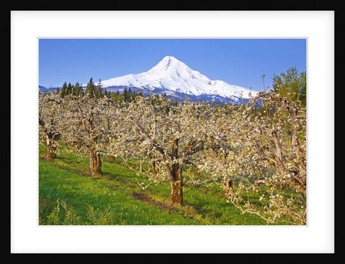 apple blossoms and Mt.Hood, Hood River, Oregon, Columbia River Gorge by Anonymous