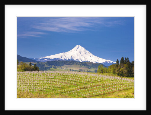 apple blossoms and Mt.Hood, Hood River, Oregon, Columbia River Gorge by Anonymous