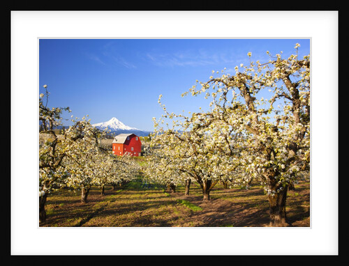 sunrise Mt.Hood and old red barn, Hood River Valley and apple blossoms, Hood River Oregon, Columbia by Anonymous