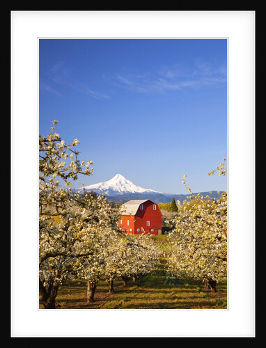 sunrise Mt.Hood and old red barn, Hood River Valley and apple blossoms, Hood River Oregon, Columbia by Anonymous