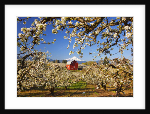 sunrise Mt.Hood and old red barn, Hood River Valley and apple blossoms, Hood River Oregon, Columbia by Anonymous