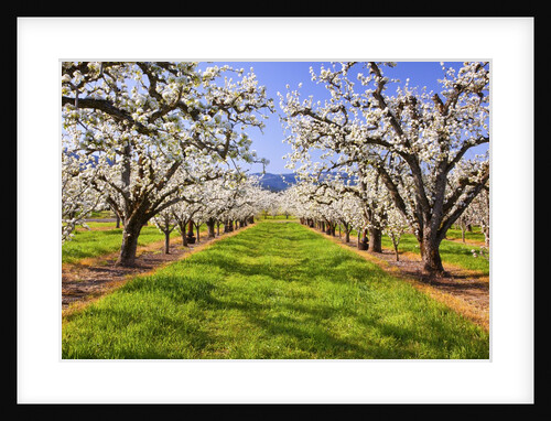 apple blossoms and Mt.Hood, Hood River, Oregon, Columbia River Gorge, Pacific Northwest. by Anonymous