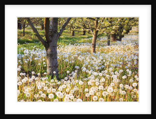 fruit orchard blossoms, Hood River Valley. Oregon. Pacific Northwest. by Anonymous