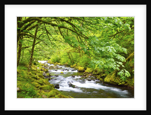 Tanner Creek, Columbia River Gorge National Scenic Area, Oregon, Pacific Northwest by Anonymous