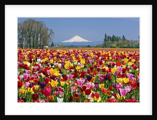 Mt.Hood over tulips field, Wooden Shoe Tulip Farm, Woodburn Oregon. have property release. by Anonymous