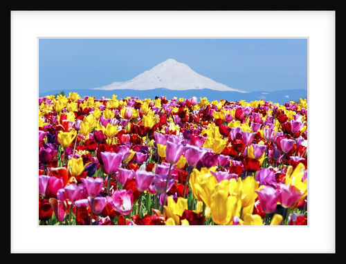 Mt.Hood over tulips field, Wooden Shoe Tulip Farm, Woodburn Oregon. have property release. by Anonymous
