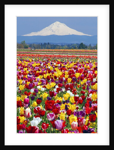 Mt.Hood over tulips field, Wooden Shoe Tulip Farm, Woodburn Oregon. have property release. by Anonymous