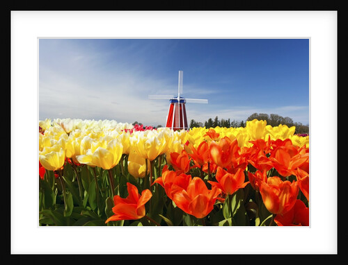 tulips field, Wooden Shoe Tulip Farm, Woodburn Oregon. have property release. by Anonymous