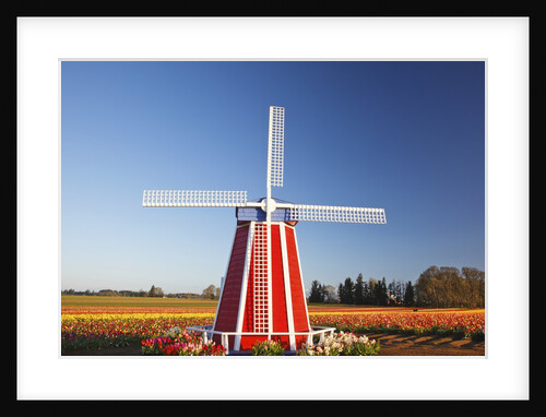 tulips field, Wooden Shoe Tulip Farm, Woodburn Oregon. have property release. by Anonymous