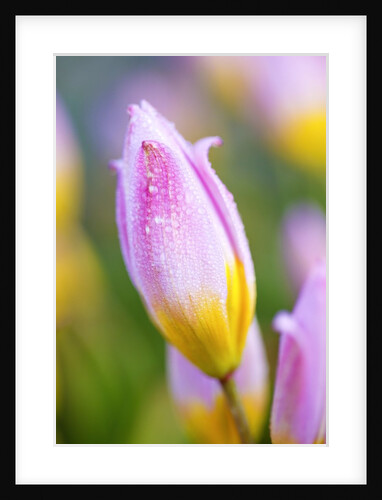 closeup tulip, Wooden Shoe Tulip Farm, Woodburn Oregon. Pacific Northwest. Have property release by Anonymous