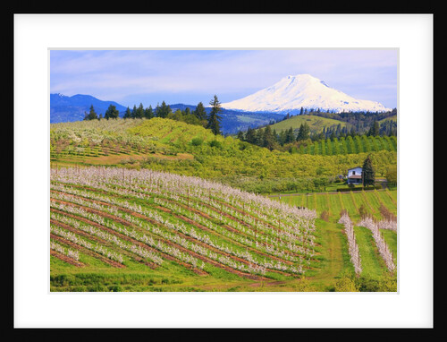 apple blossoms and Mt.Adams, Hood River, Oregon, Columbia River Gorge, Pacific Northwest. by Anonymous
