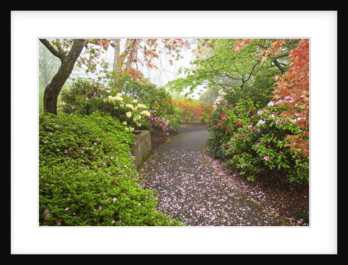 spring flowers in Crystal Springs Rhododendron Garden. Portland Oregon. by Anonymous