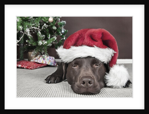 Labrador in santa hat sleeping by xmas tree by Anonymous