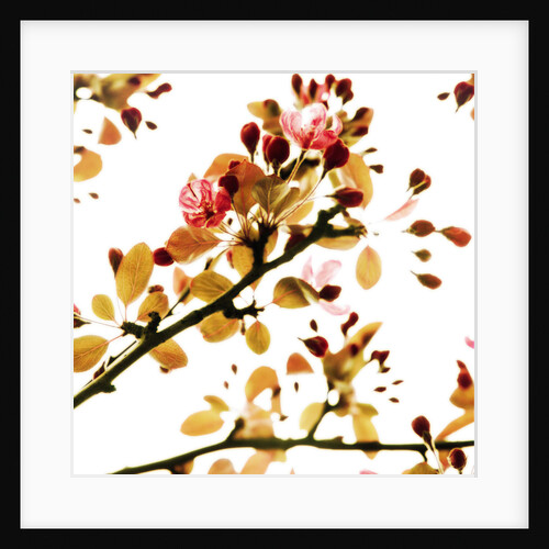 Prunus, Cherry blossom. by Anonymous