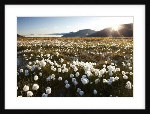 Arctic Landscape, Svalbard by Anonymous