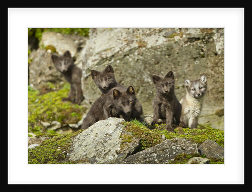 Arctic Fox, Svalbard, Norway by Anonymous