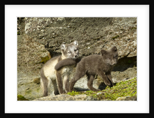 Arctic Fox, Svalbard, Norway by Anonymous
