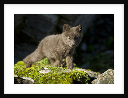 Arctic Fox, Svalbard, Norway by Anonymous