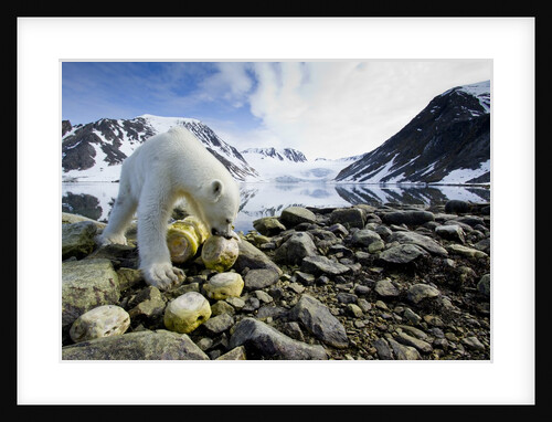 Polar Bear, Svalbard, Norway by Anonymous