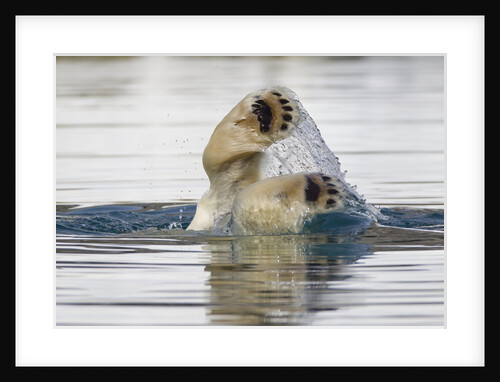 Polar Bear, Svalbard, Norway by Anonymous