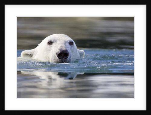 Polar Bear, Svalbard, Norway by Anonymous