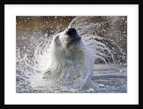 Polar Bear, Svalbard, Norway by Anonymous