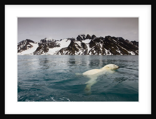 Polar Bear, Svalbard, Norway by Anonymous
