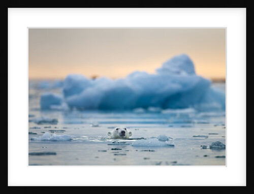Polar Bear, Svalbard, Norway by Anonymous