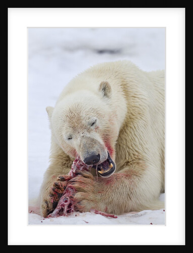 Polar Bear, Svalbard, Norway by Anonymous