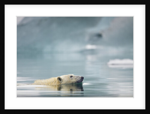 Polar Bear, Svalbard, Norway by Anonymous