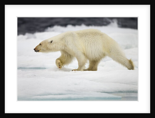 Polar Bear, Svalbard, Norway by Anonymous