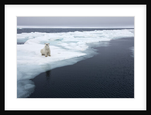Polar Bear, Svalbard, Norway by Anonymous