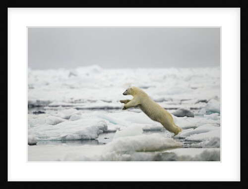 Polar Bear, Svalbard, Norway by Anonymous