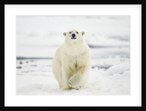 Polar Bear, Svalbard, Norway by Anonymous