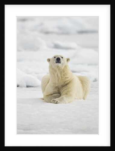 Polar Bear, Svalbard, Norway by Anonymous
